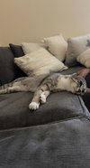 BONDED PAIR: Ferguson and Candice - Photo 3