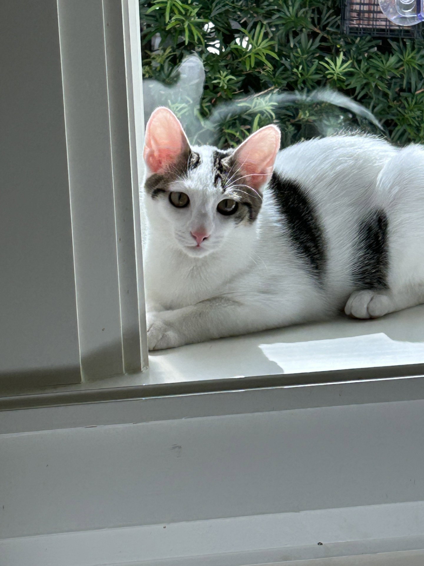 BONDED PAIR: Milo and Ivy