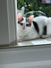 BONDED PAIR: Milo and Ivy - Photo 1