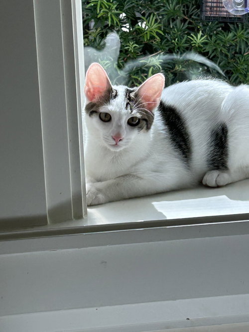 BONDED PAIR: MILO AND IVY - Domestic Short Hair available for adoption