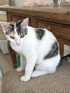 BONDED PAIR: Milo and Ivy - Photo 2