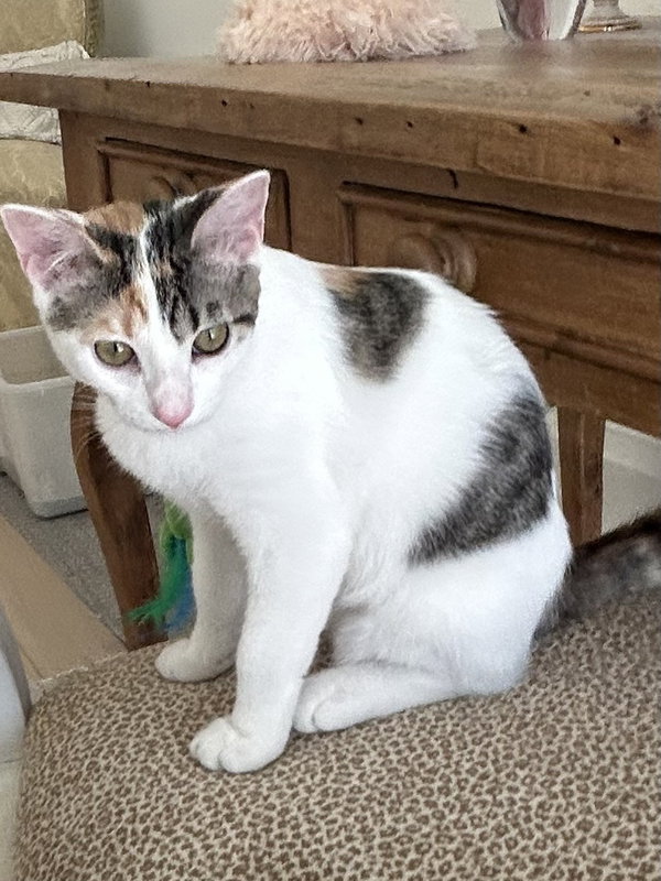 BONDED PAIR: Milo and Ivy
