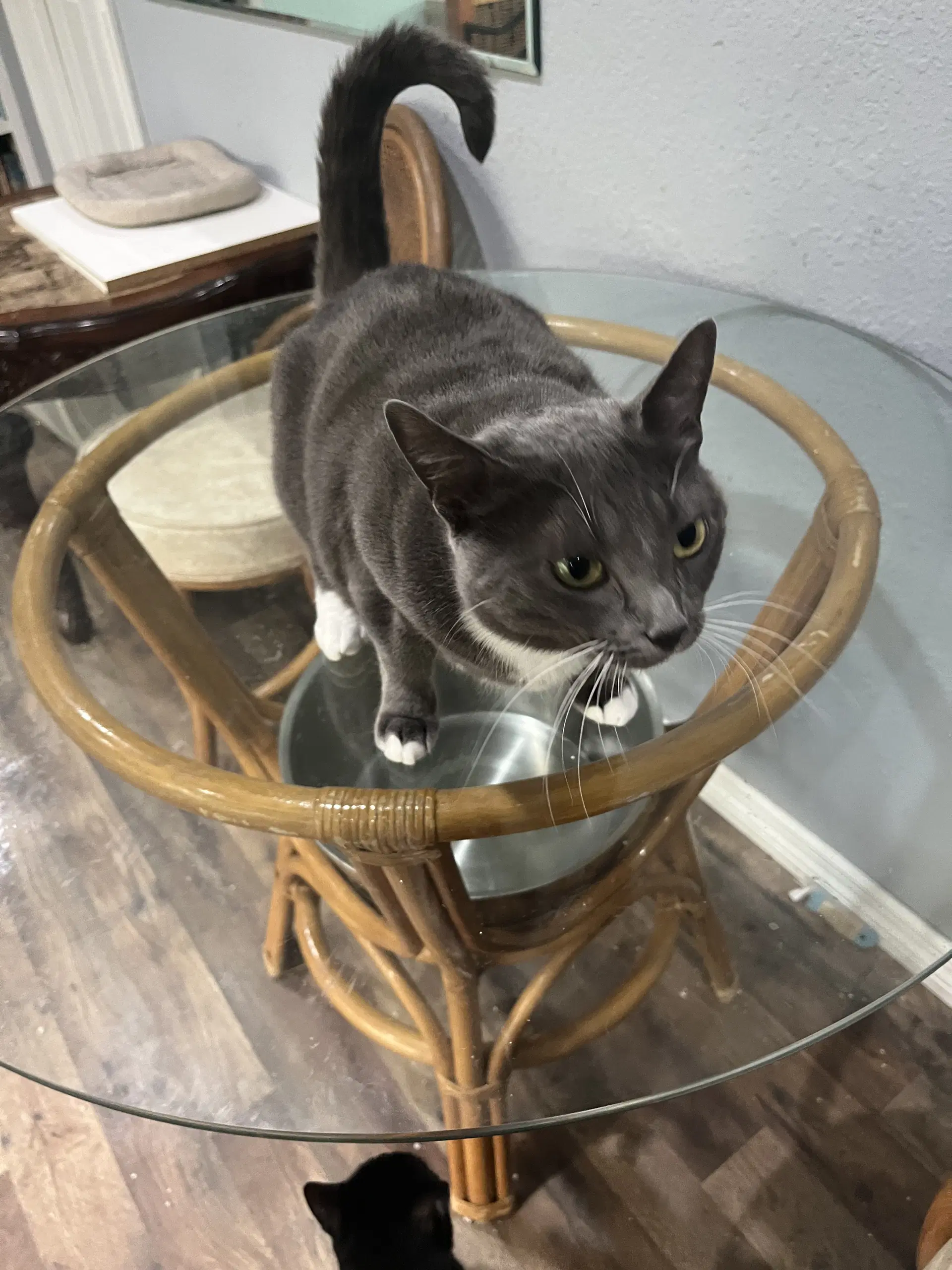 Tiny - Domestic Short Hair