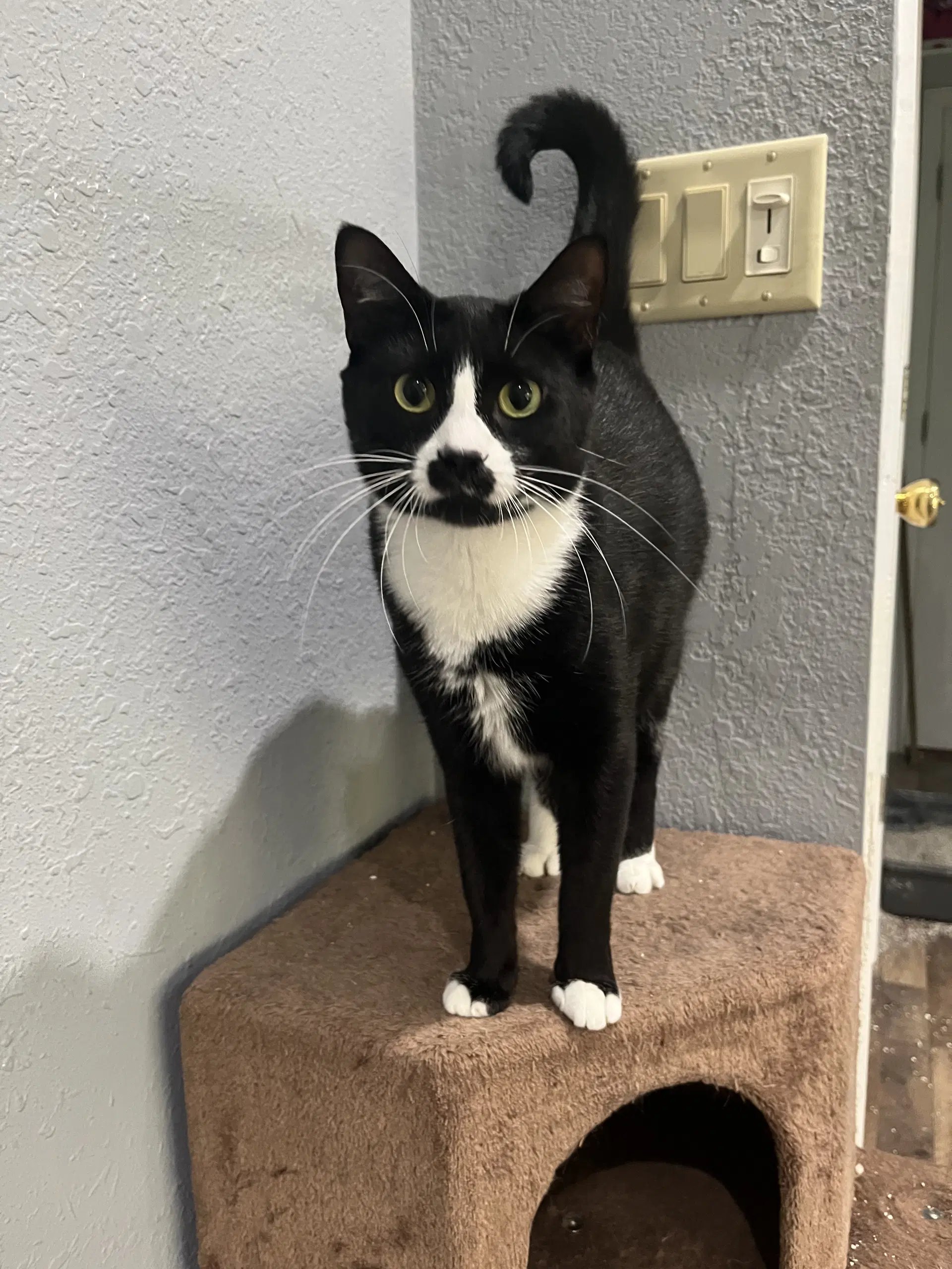 Adolfina - Domestic Short Hair