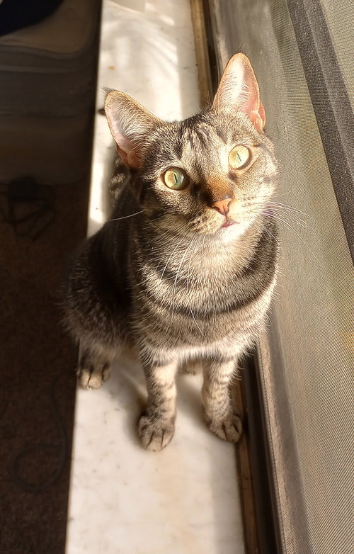 MINNIE - Domestic Short Hair available for adoption