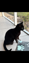 Onyx - Photo 1