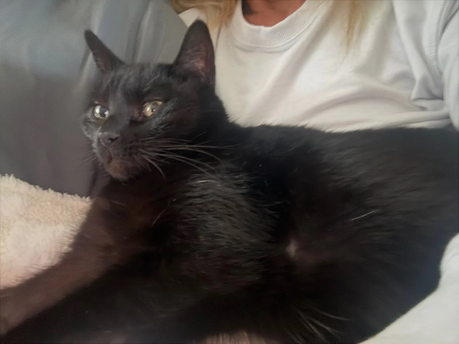 Baby - Domestic Short Hair