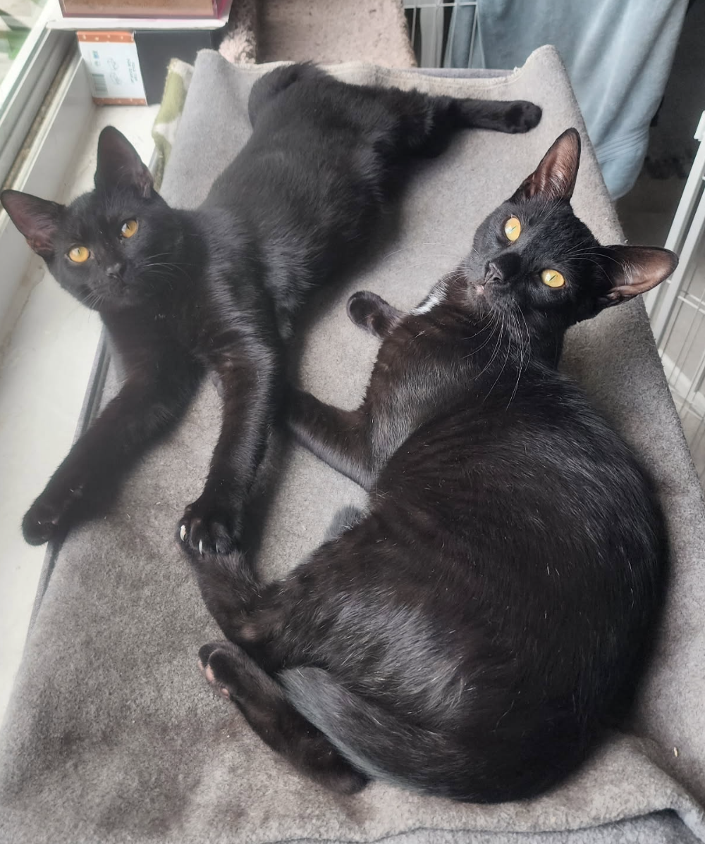 BONDED PAIR: Salem & Spirit Image