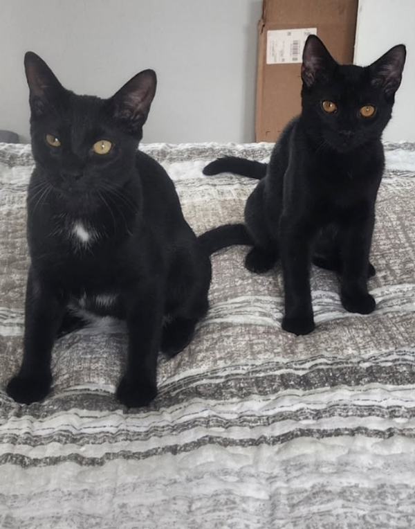 BONDED PAIR: Salem & Spirit