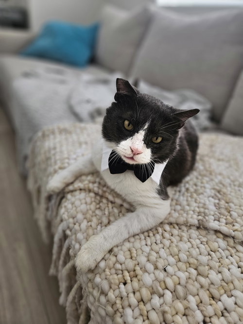 Tommy, Adult Domestic Short Hair (short coat), cat for adoption in Naples, Florida