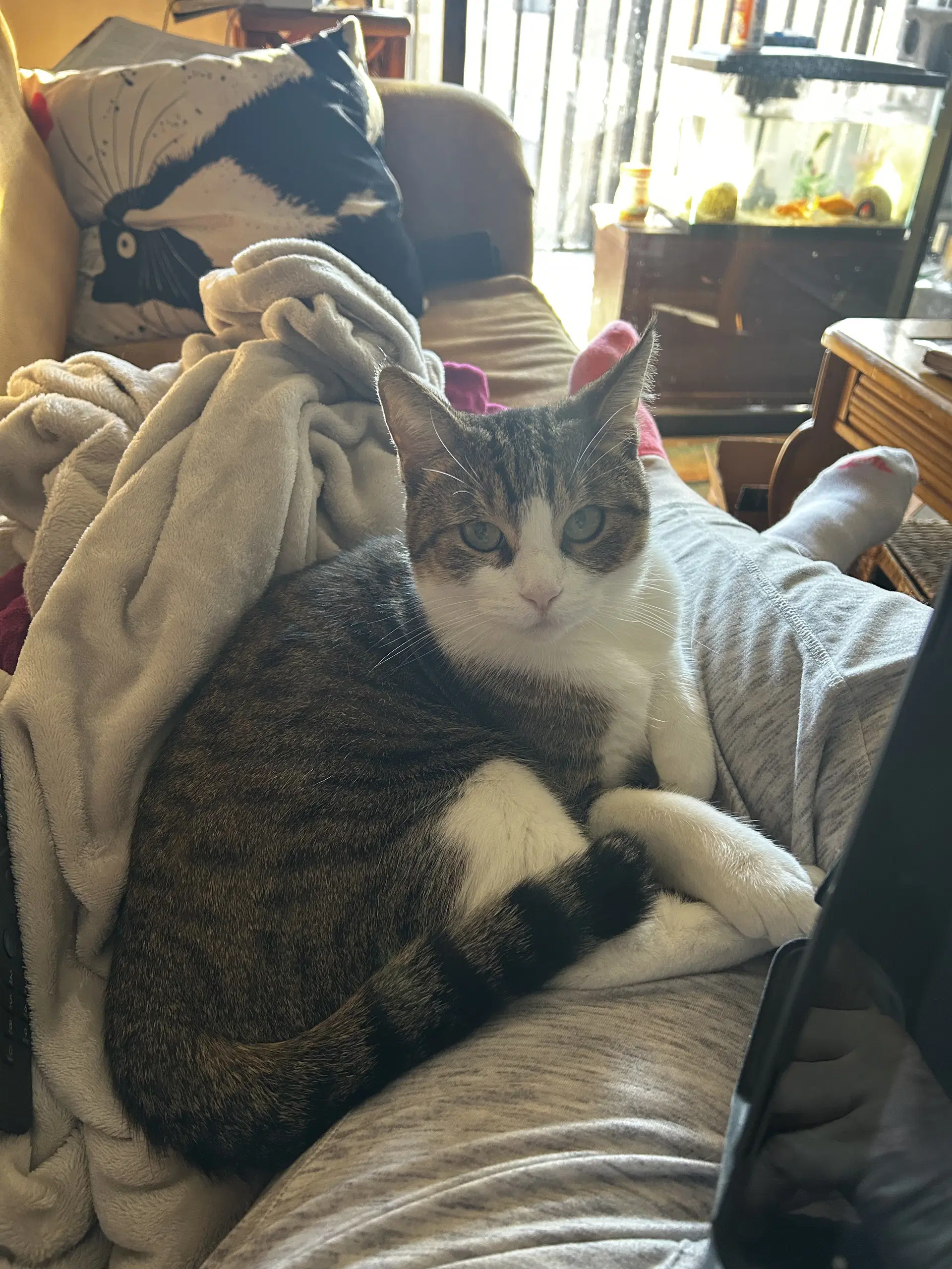 Chewy - Domestic Short Hair