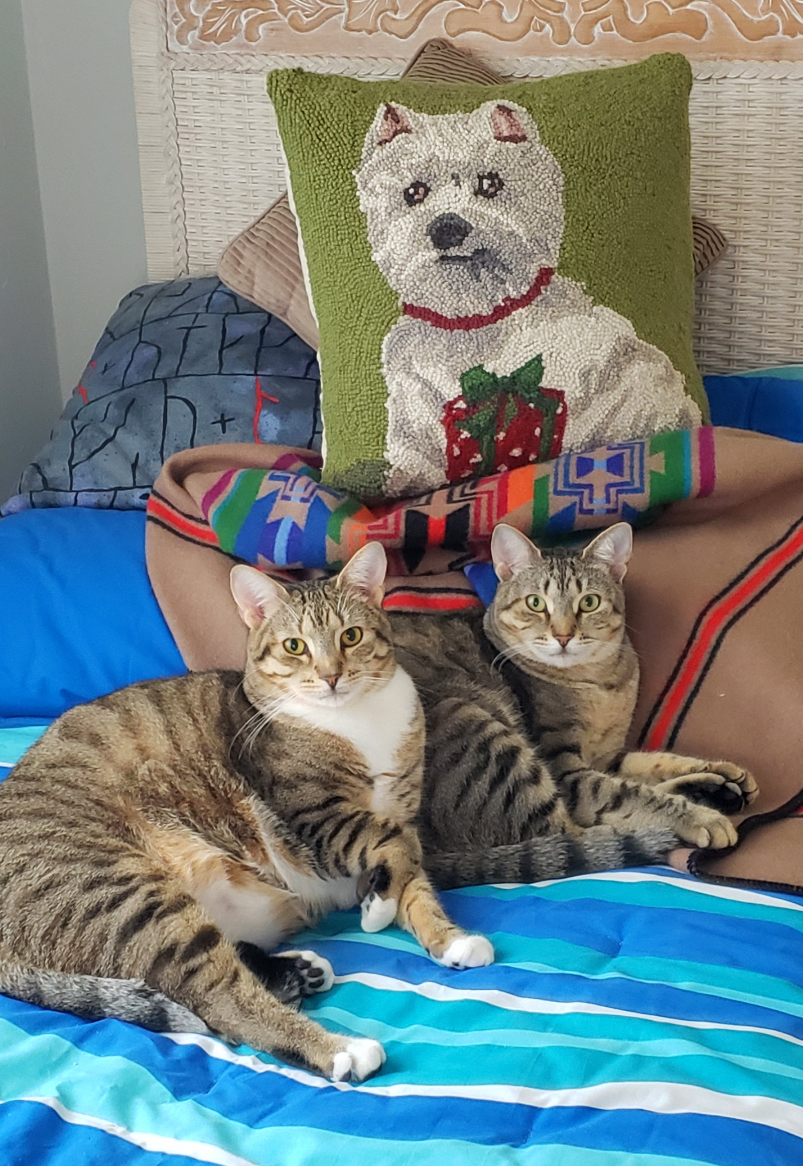 BONDED PAIR: Bella & Lola Image
