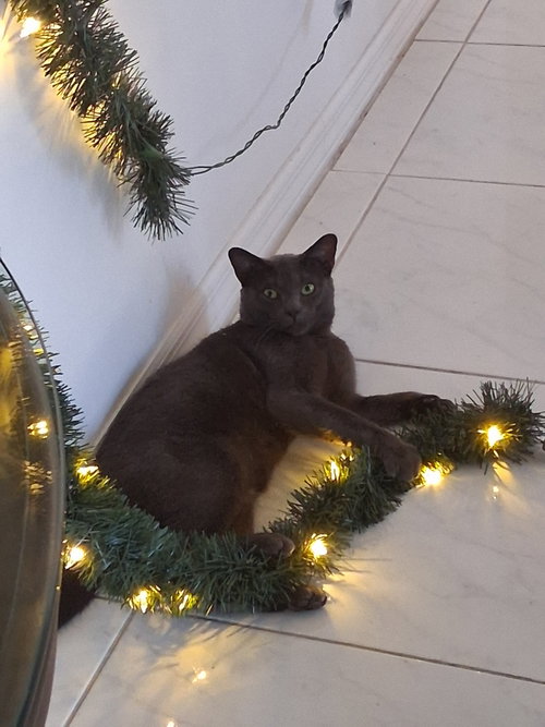 Buddy, Adult Domestic Short Hair (short coat), cat for adoption in Naples, Florida