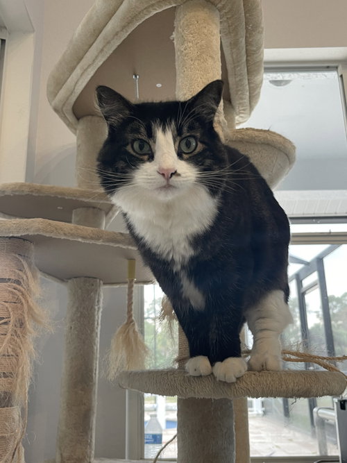 Bonnie, Domestic Long Hair (long coat), cat for adoption in Naples, Florida