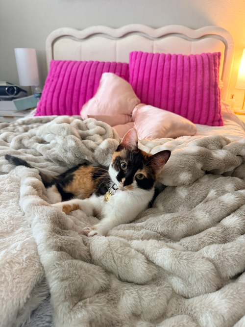 Ember, Young Domestic Short Hair (short coat), cat for adoption in Naples, Florida