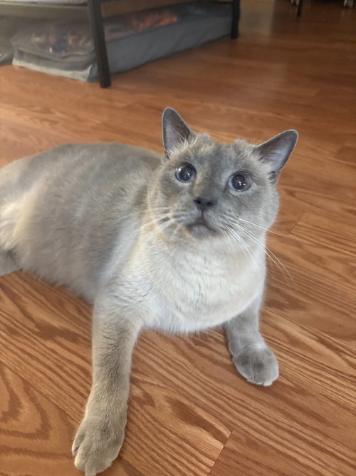 Sammy, an adoptable American Shorthair in Naples, FL