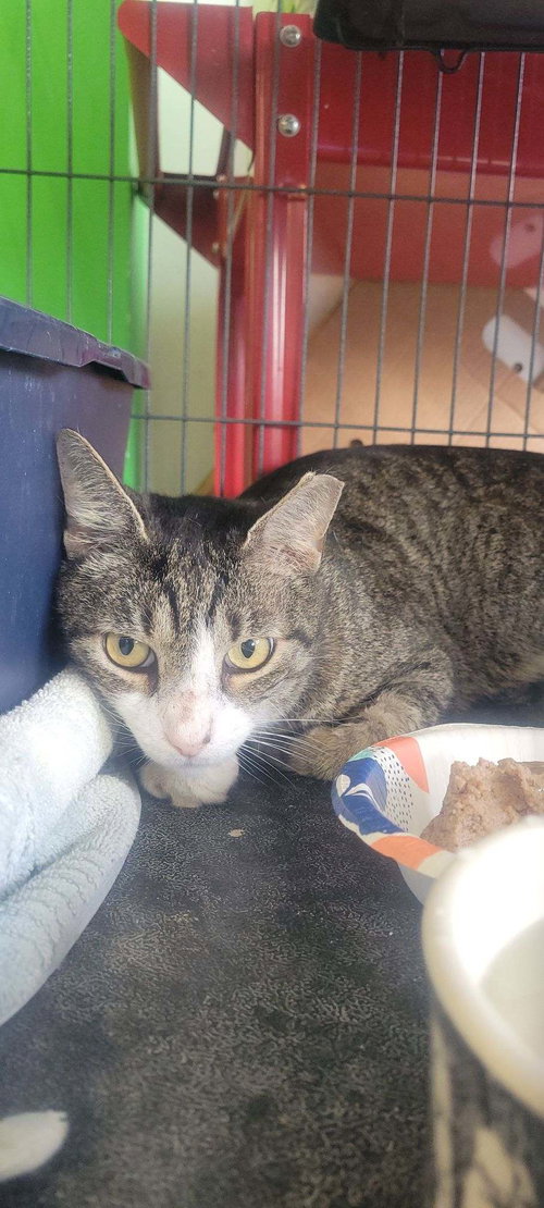 Apple Jax, an adoptable Domestic Short Hair in Naples, FL