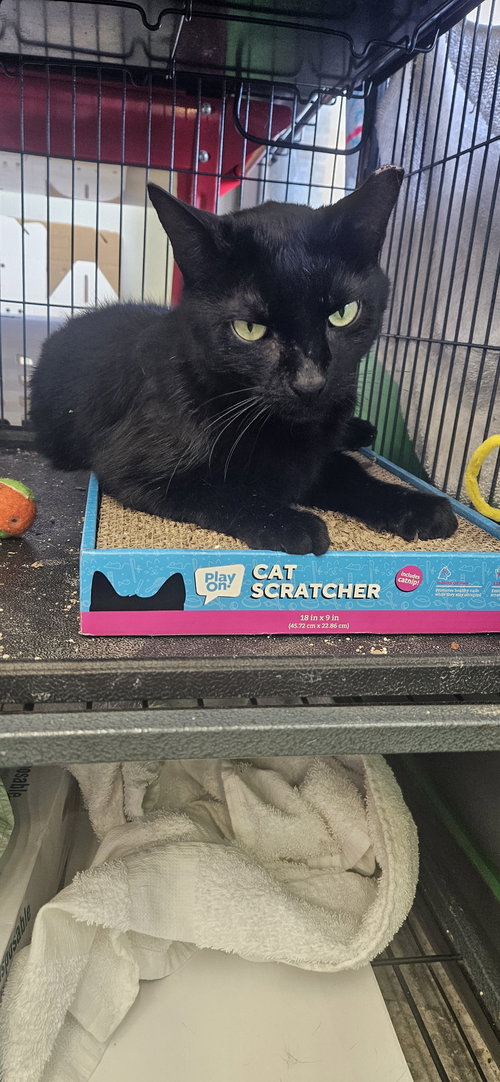 Bella, an adoptable Domestic Short Hair in Naples, FL