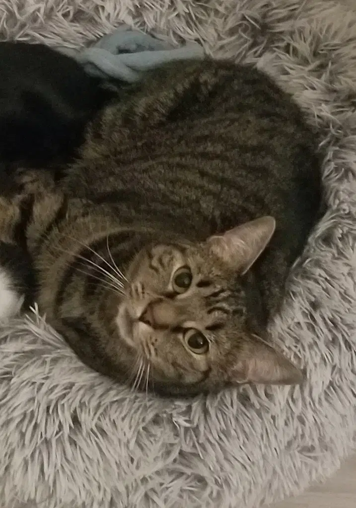Vinette Vinny - Domestic Short Hair