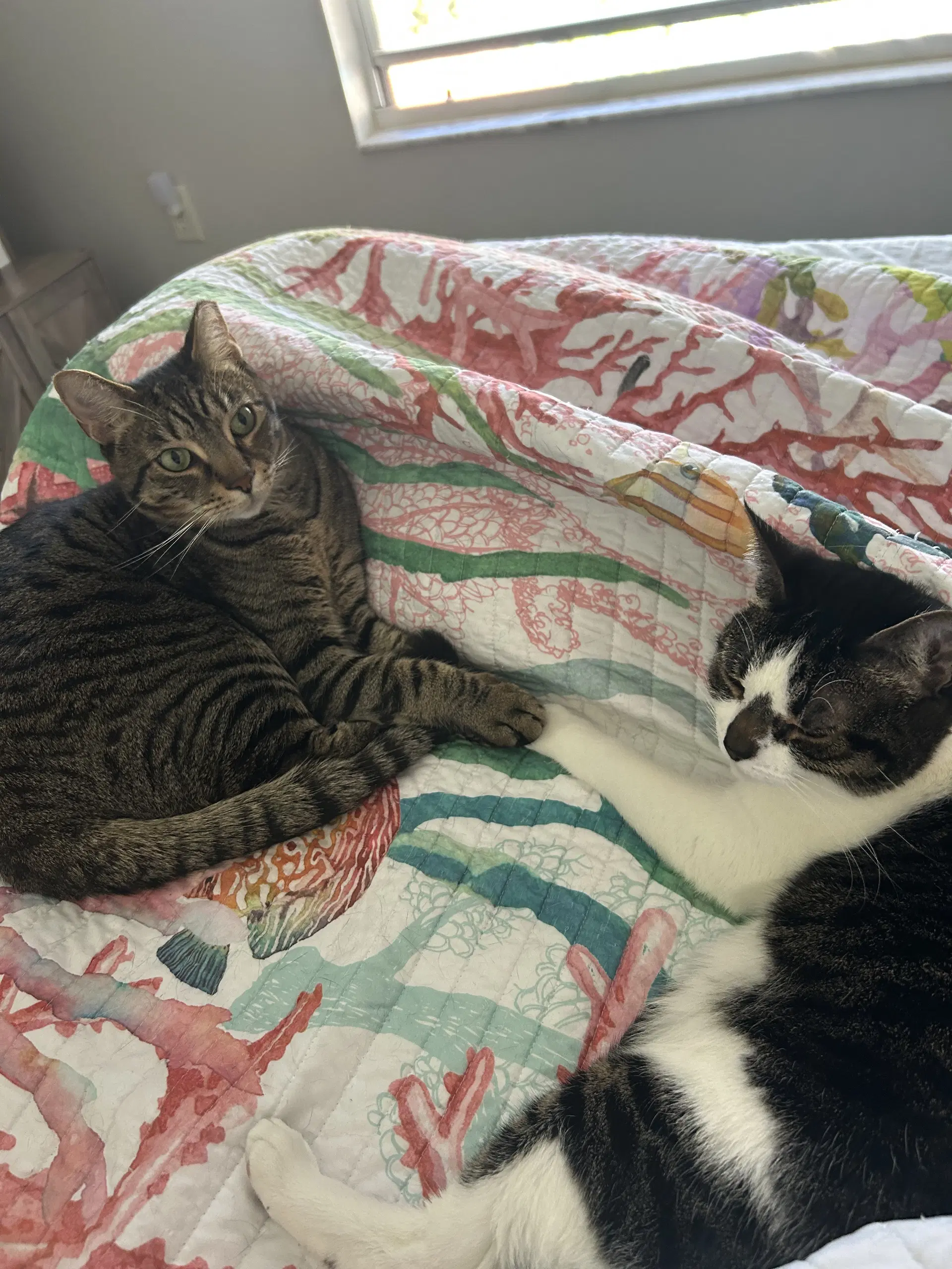 Bonded Pair Pooky  Jasper - Domestic Short Hair