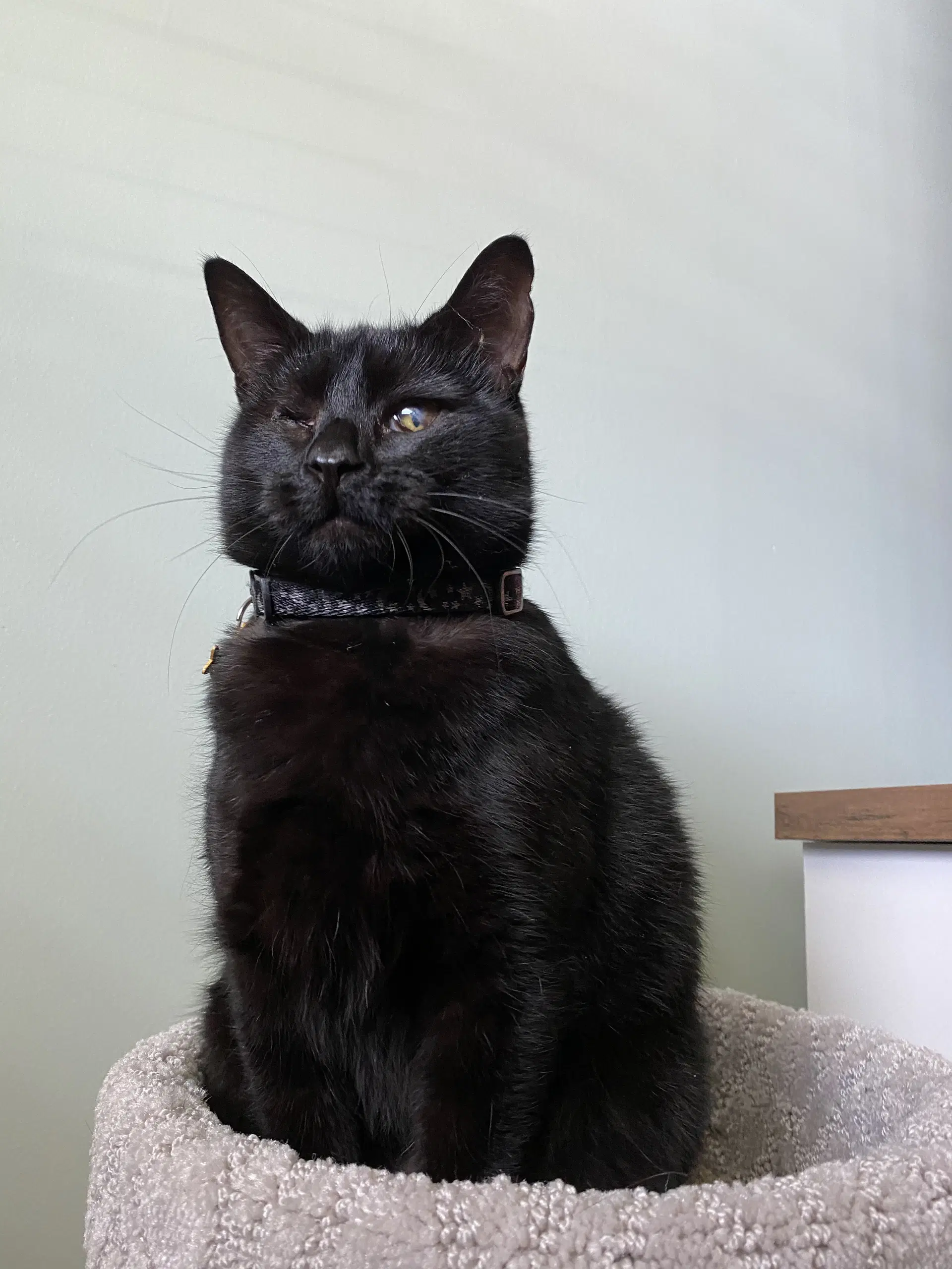 Lucy - Domestic Short Hair