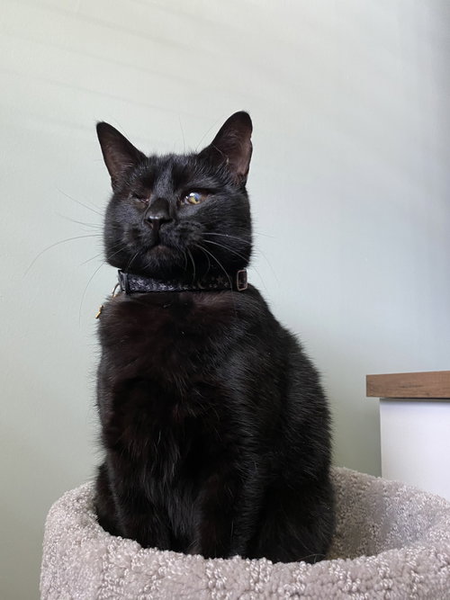 Lucy, an adoptable Domestic Short Hair in Naples, FL