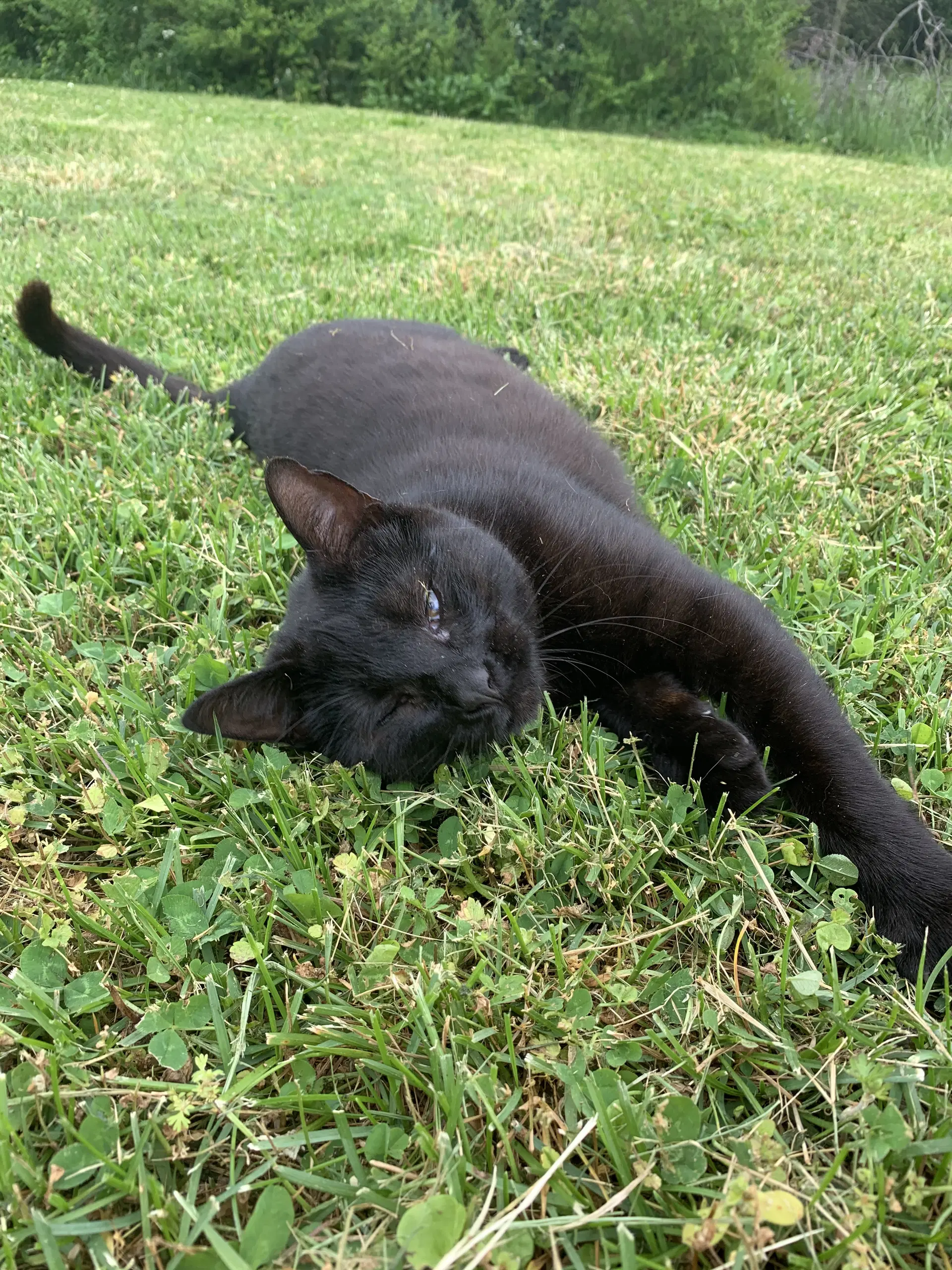 Lucy image 2