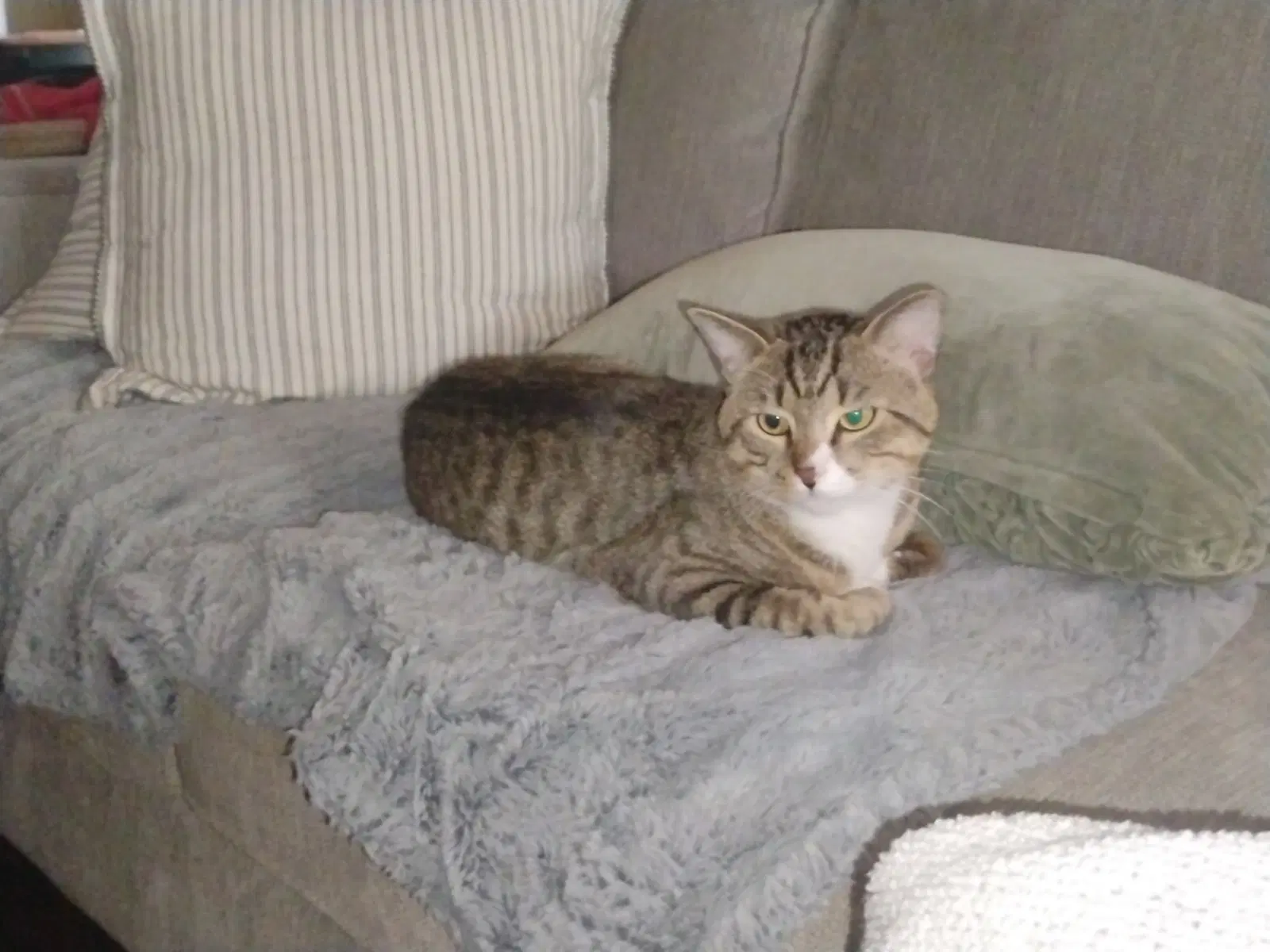 Jojo - Domestic Short Hair