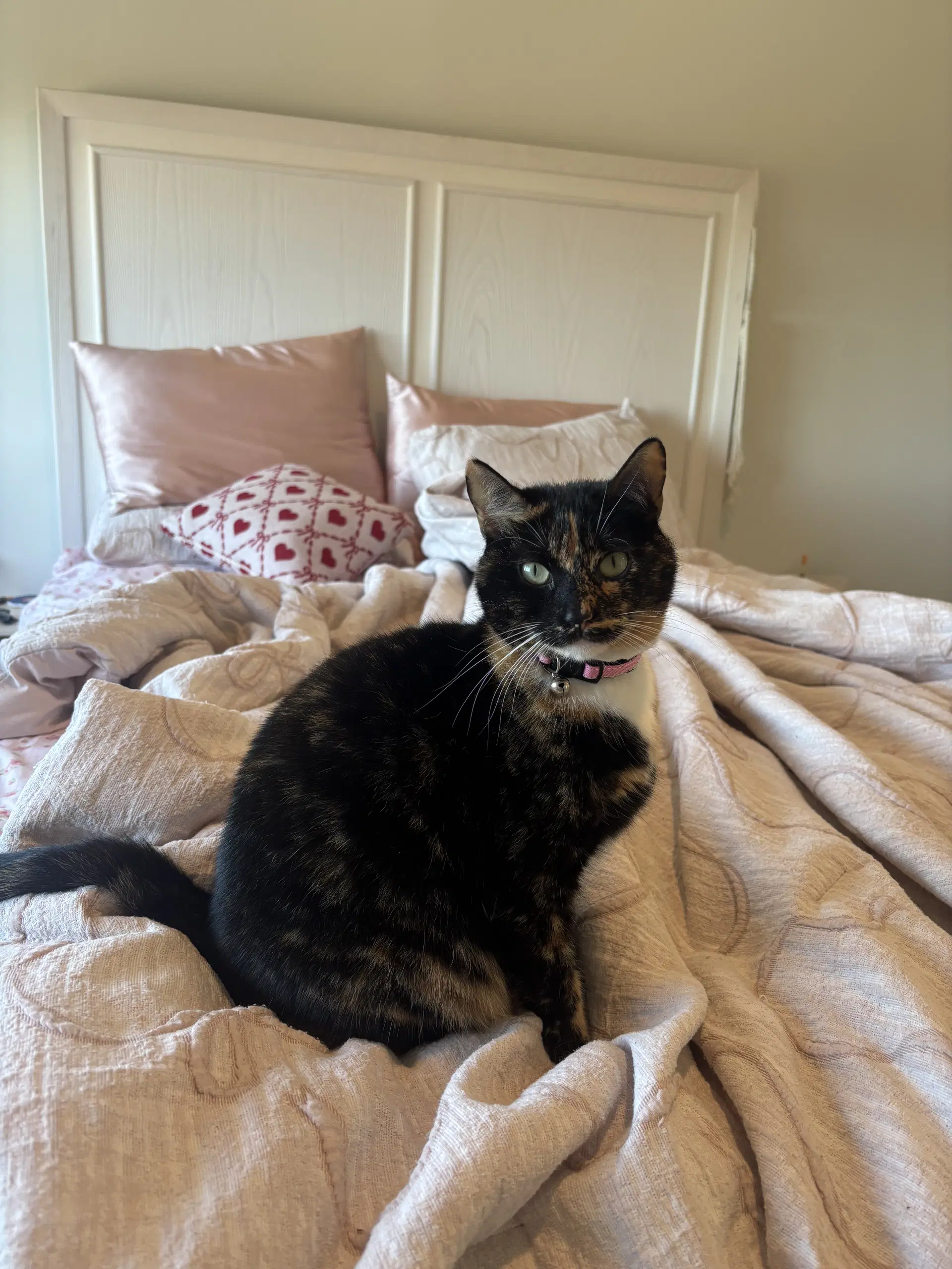 Tootsie - Domestic Short Hair