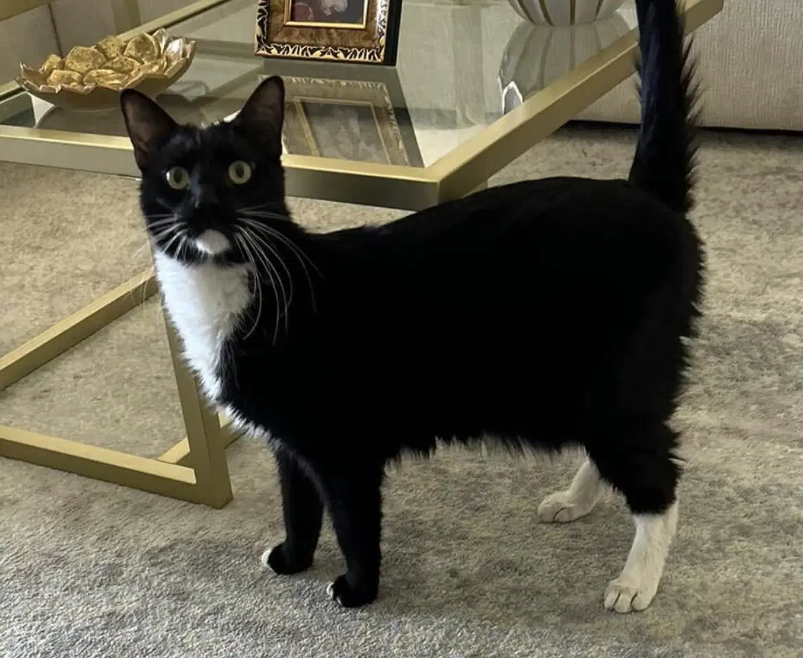 Chase - Domestic Short Hair