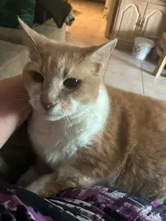 Paws - Domestic Short Hair