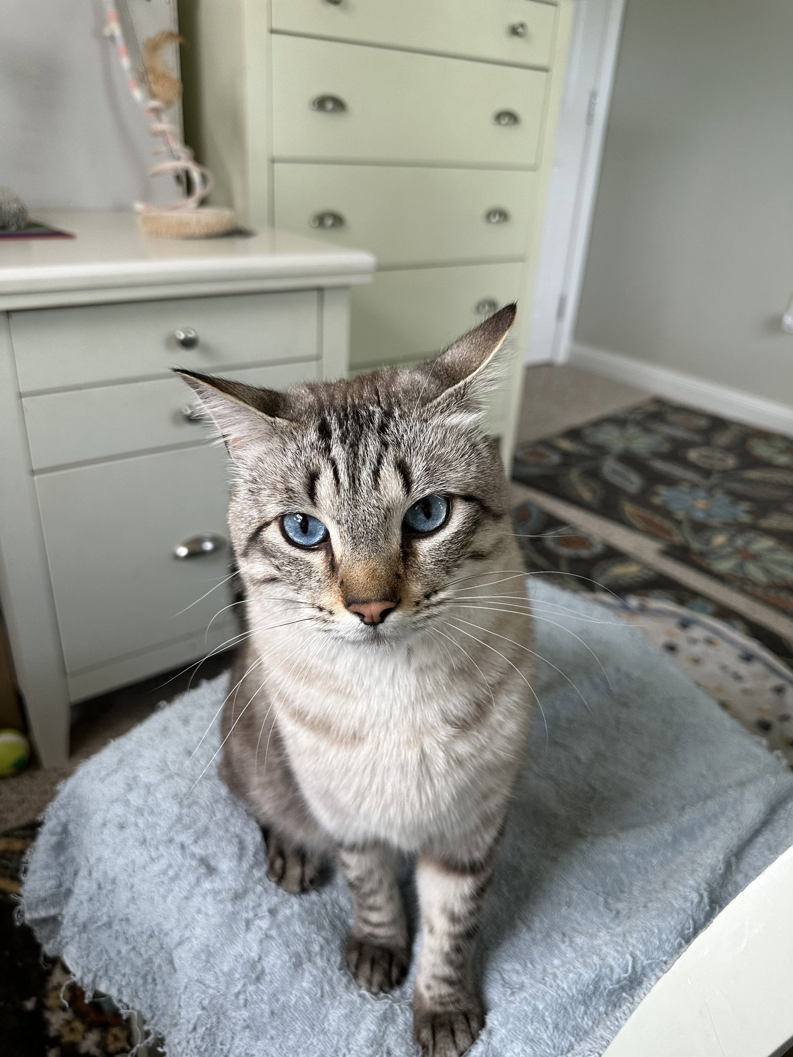 Mr. Kitty