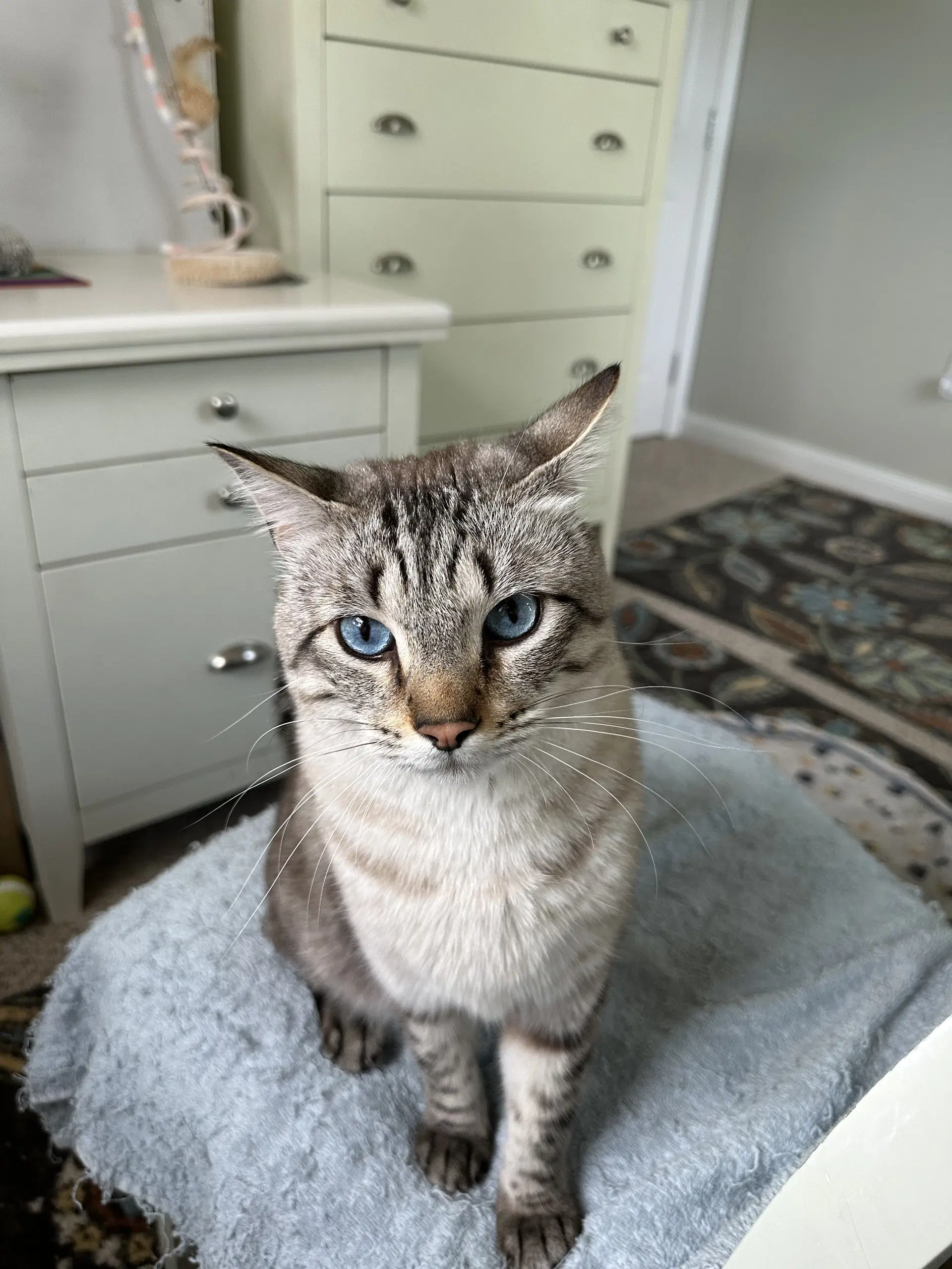 Mr Kitty - Domestic Short Hair