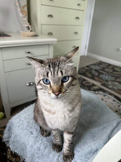 Mr. Kitty