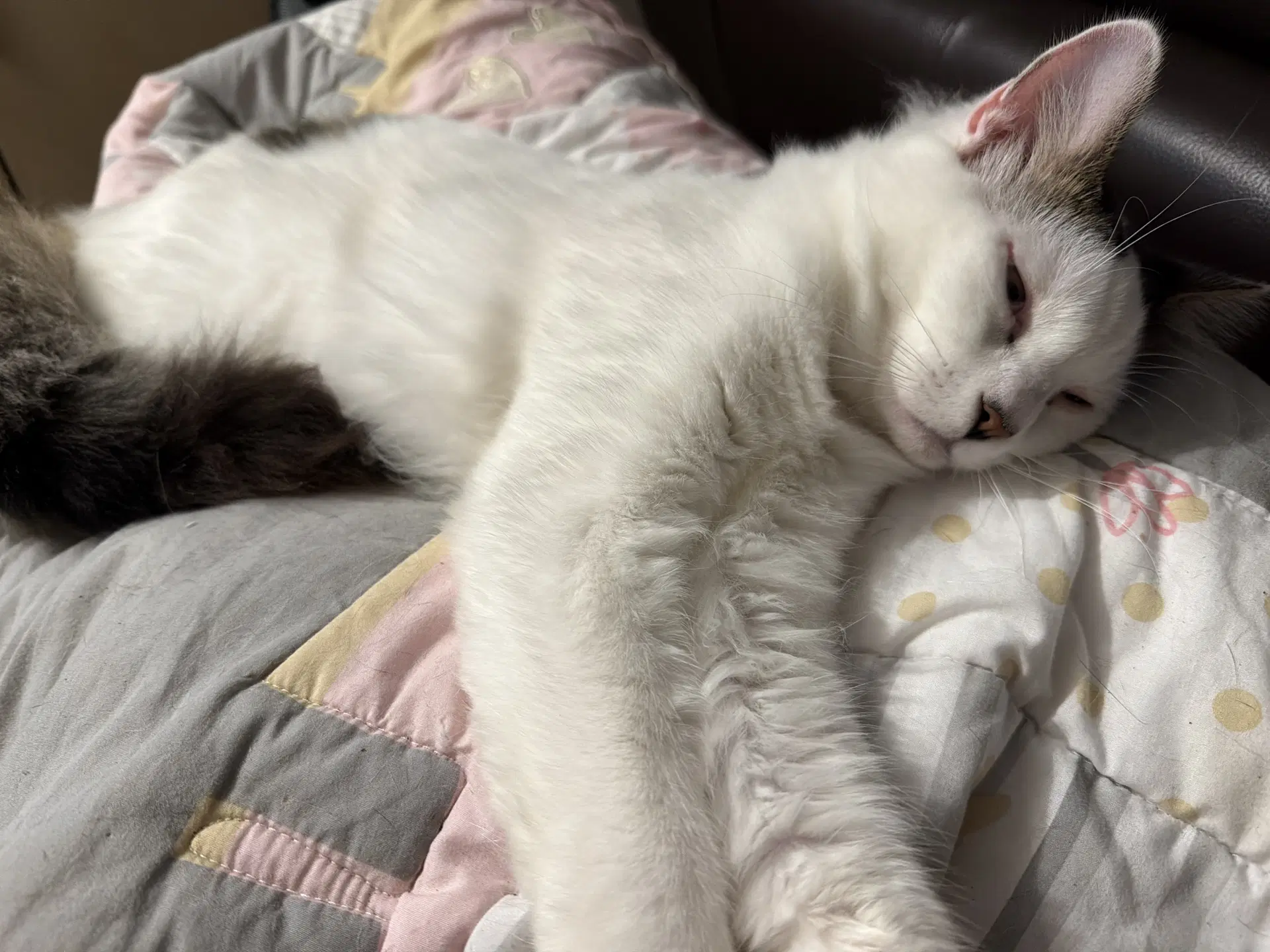 Bonded Pair Itsy Bitsy  Mothball - Domestic Long Hair