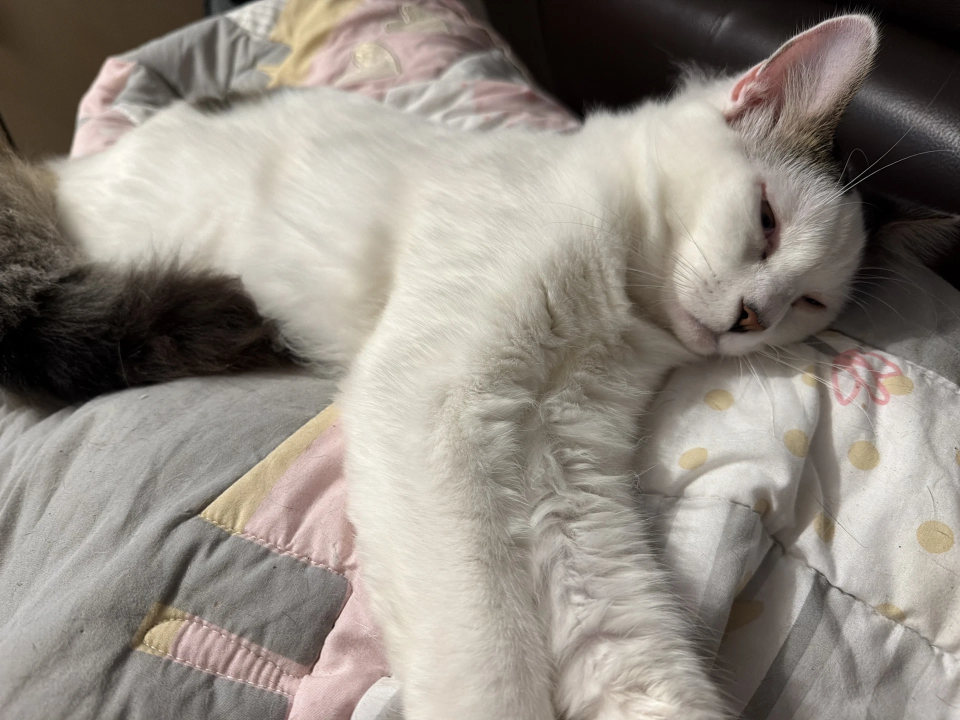 Bonded Pair Itsy Bitsy  Mothball