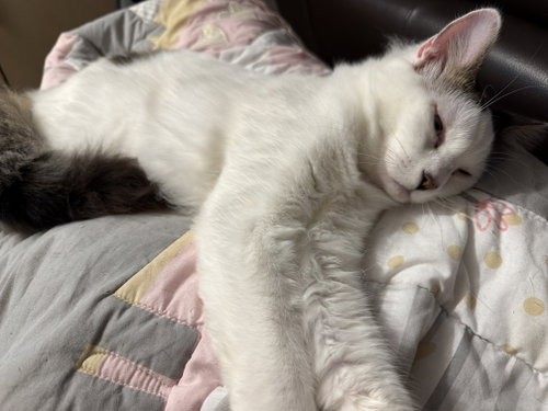 BONDED PAIR: Itsy Bitsy & Mothball, an adoptable Domestic Long Hair in Naples, FL