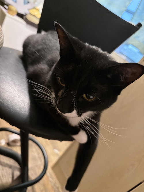 Bonded Pair: Itsy Bitsy & Mothball photo 2