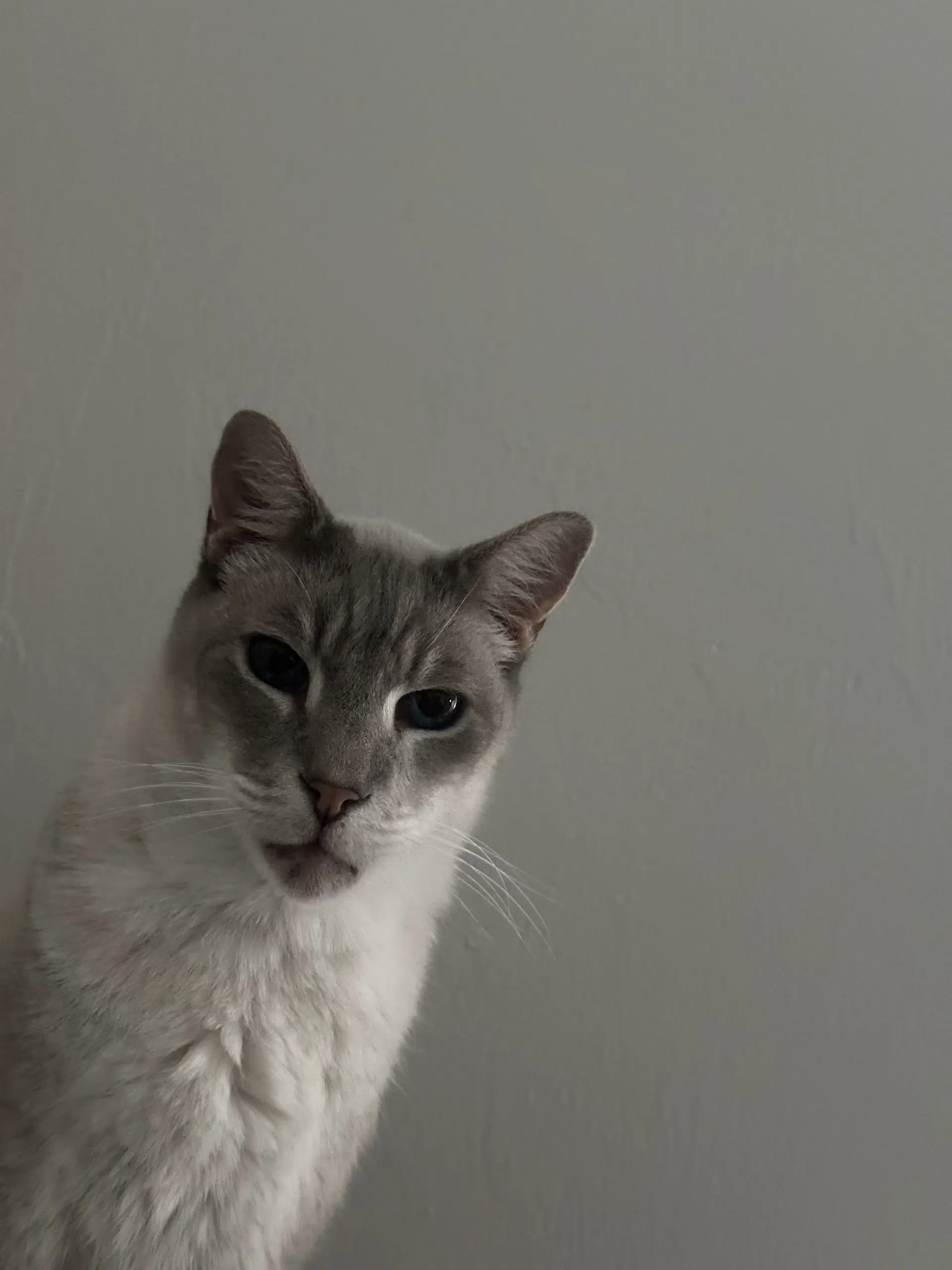 Yolo - British Shorthair