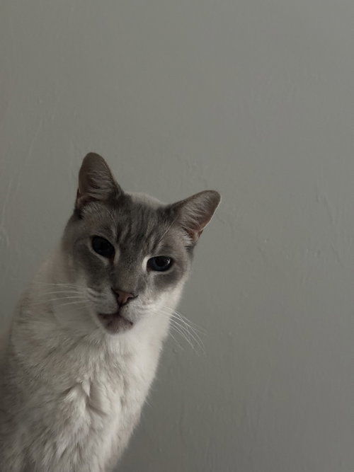 Yolo, an adoptable British Shorthair in Naples, FL