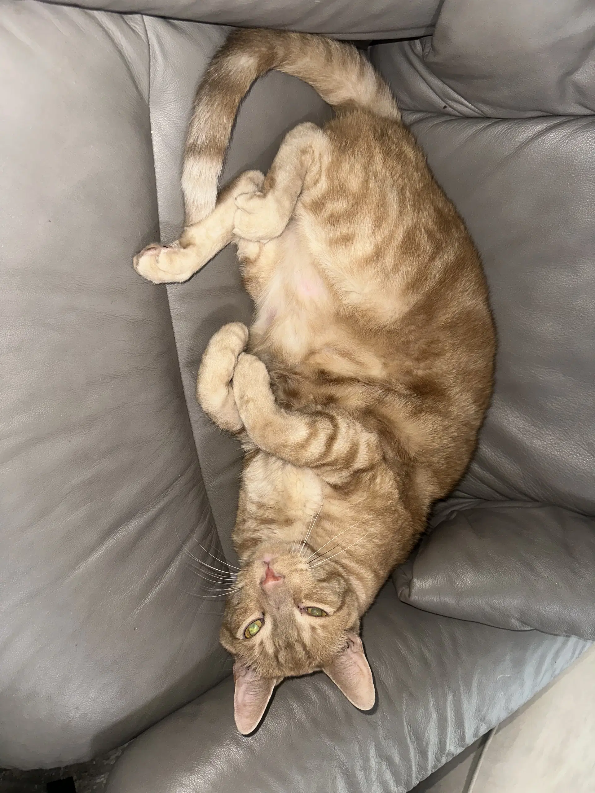 Zeus - American Shorthair