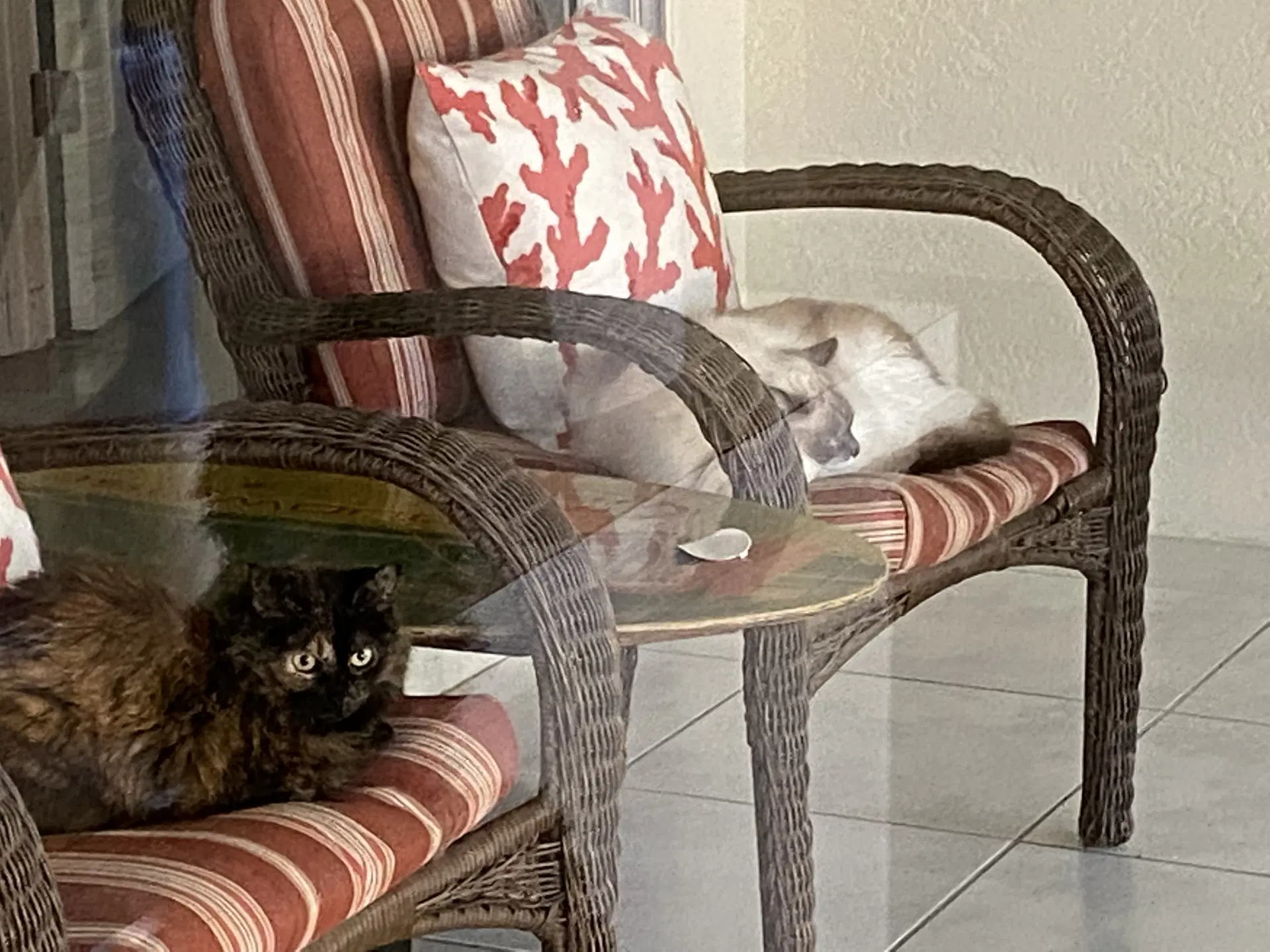 Bonded Pair Cookie And Cooper - Ragdoll