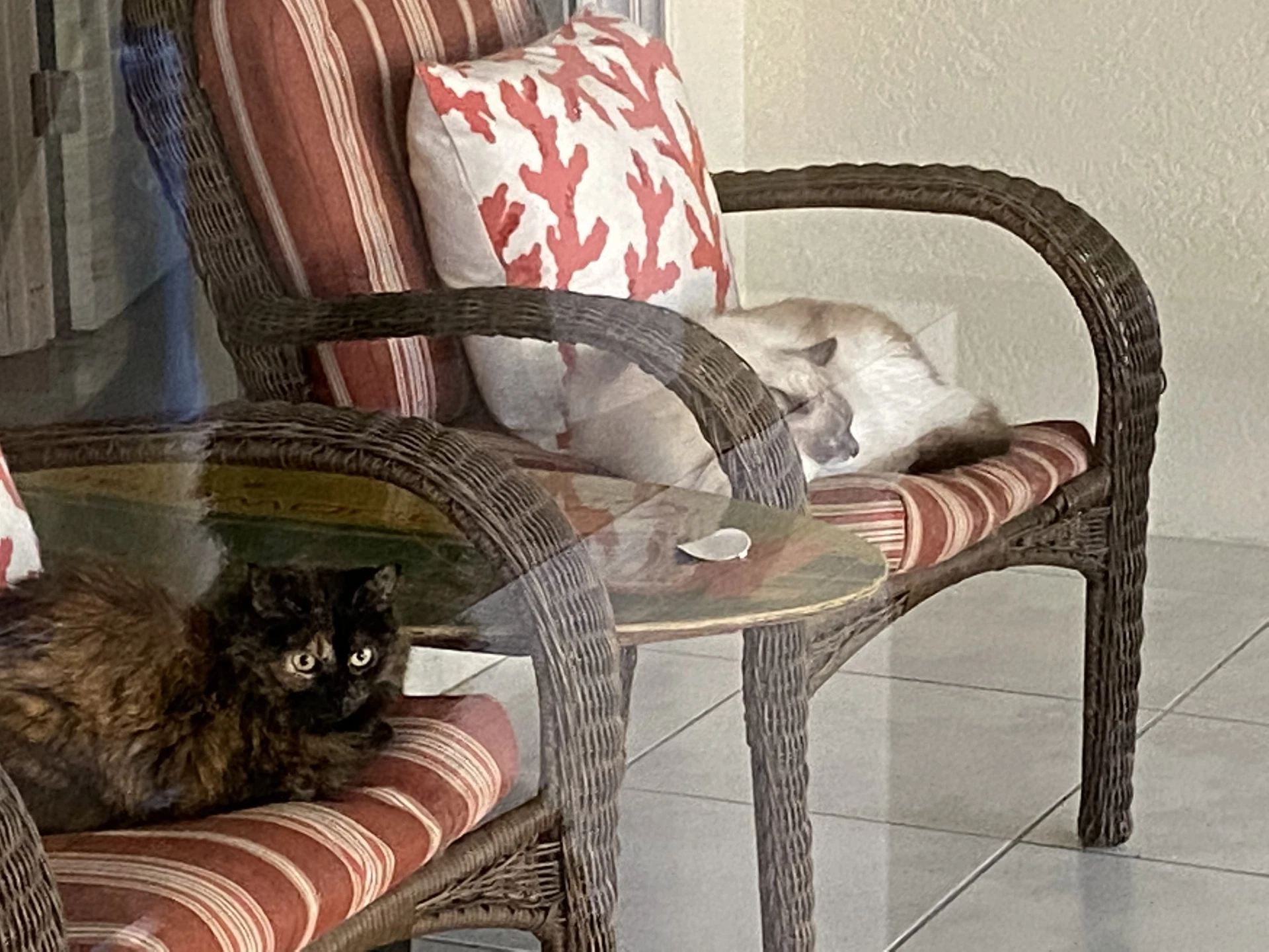 Bonded Pair Cookie And Cooper