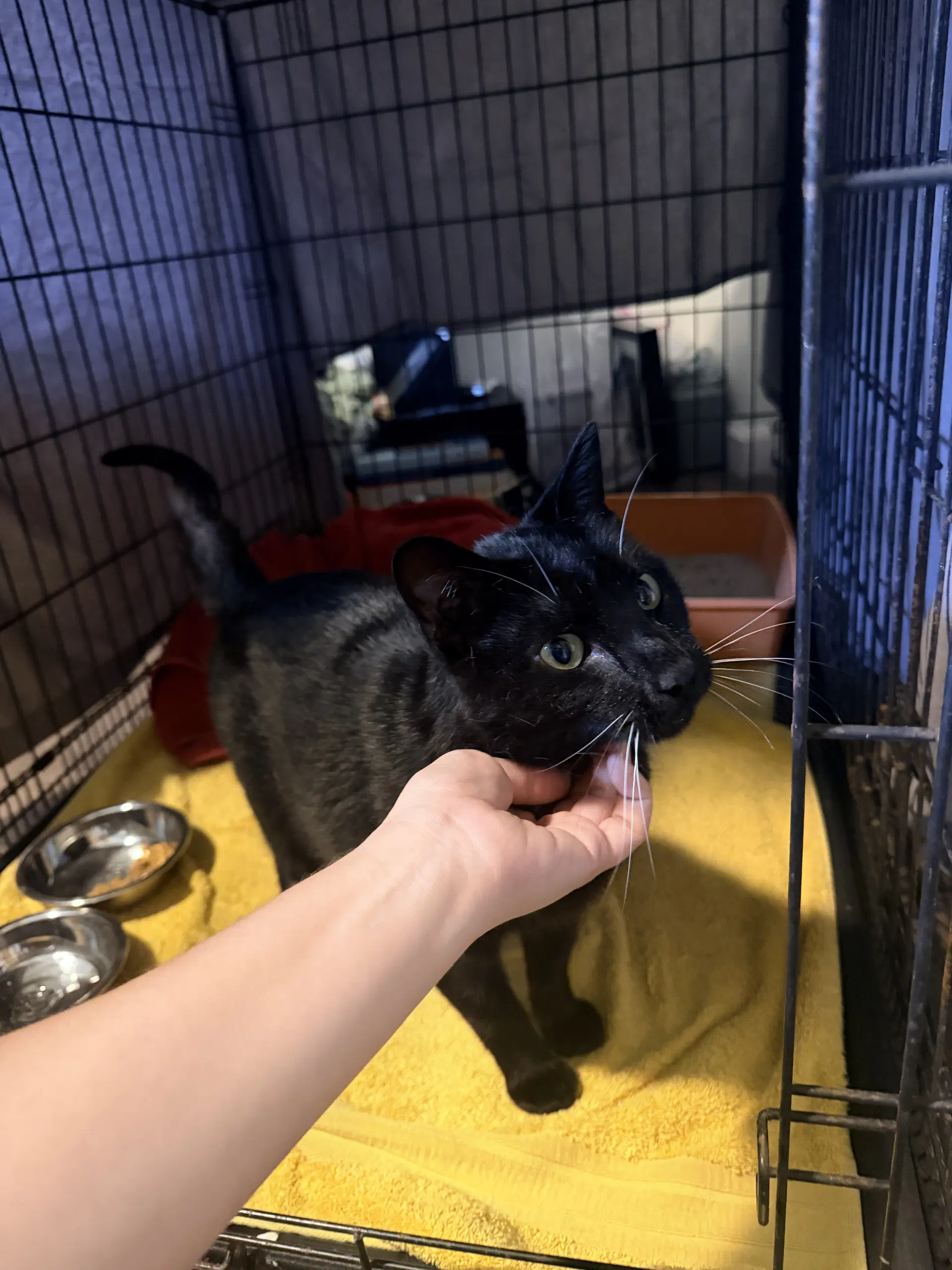 Bee - Domestic Short Hair