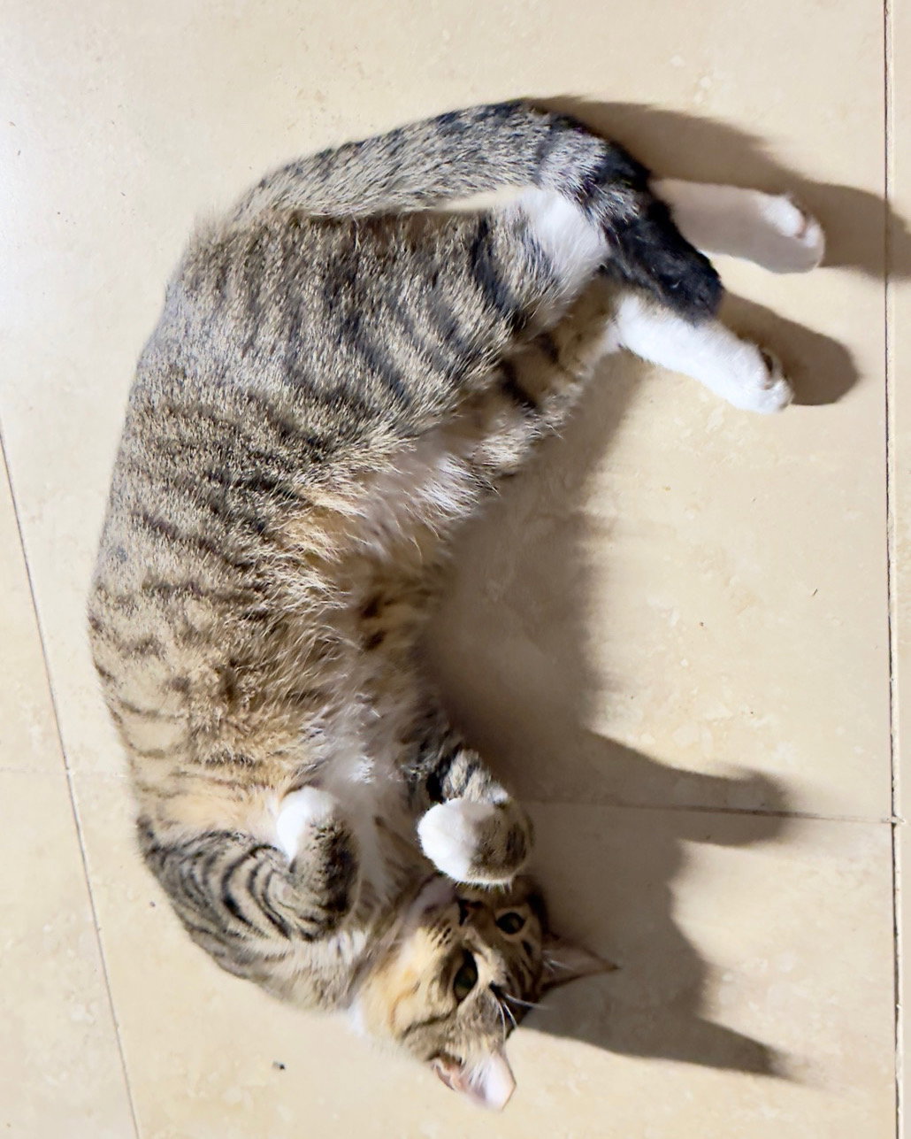 Meowby, Domestic Short Hair