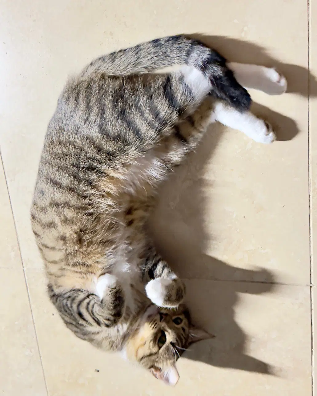 Meowby - Domestic Short Hair