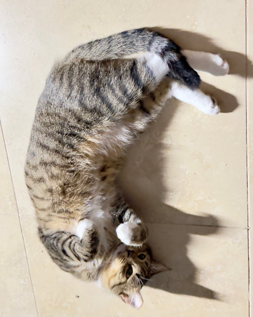 Meowby, a cat for adoption from For the Love of Cats, Inc.