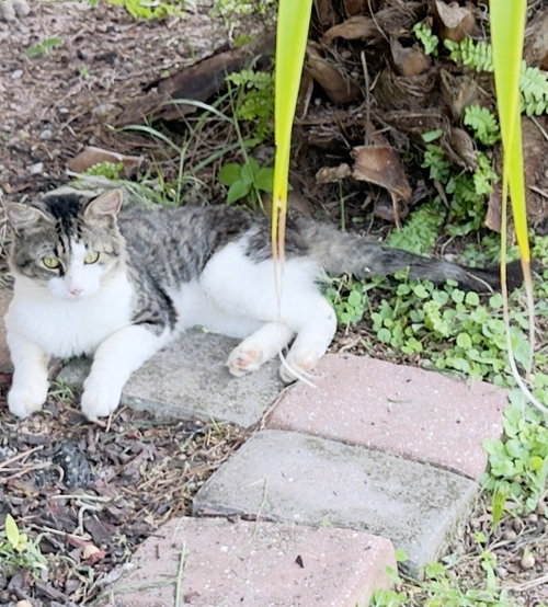 Crazy Cat, a cat for adoption from For the Love of Cats, Inc.