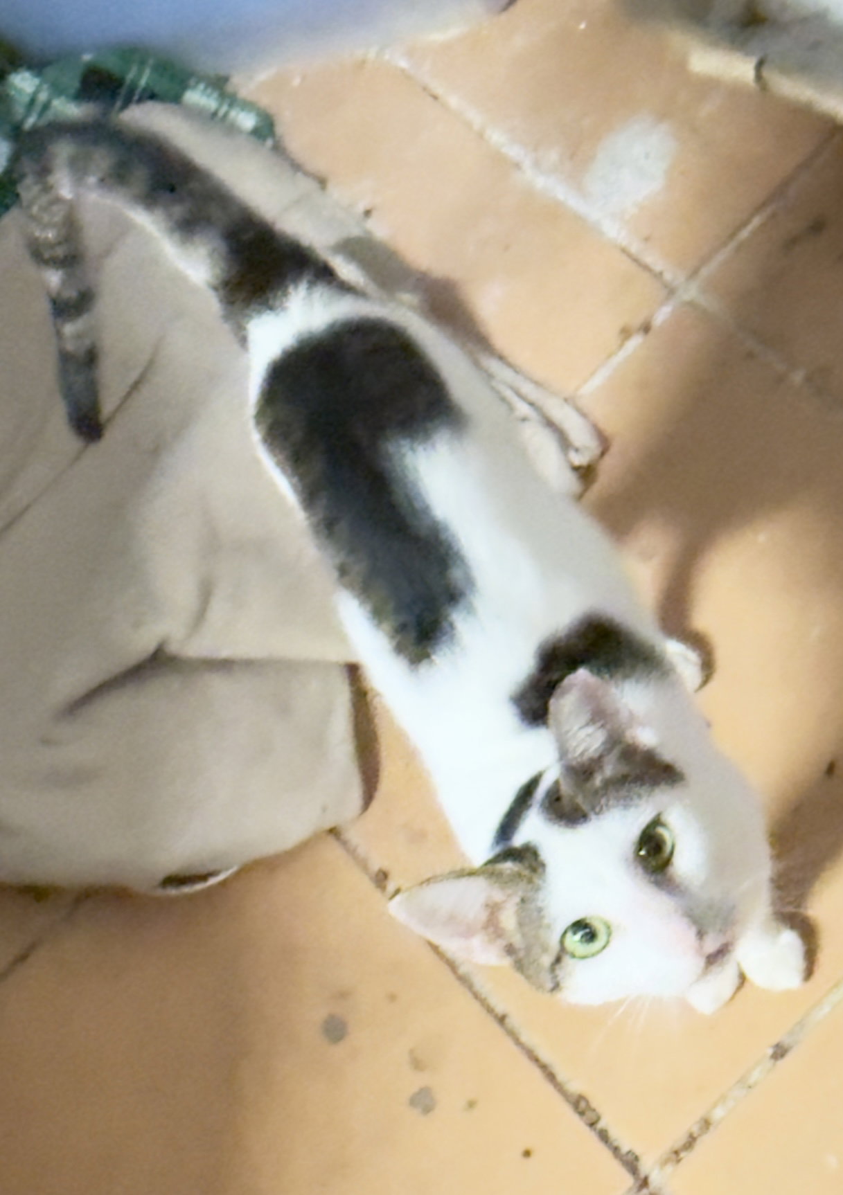 Pretty Boy, Domestic Short Hair