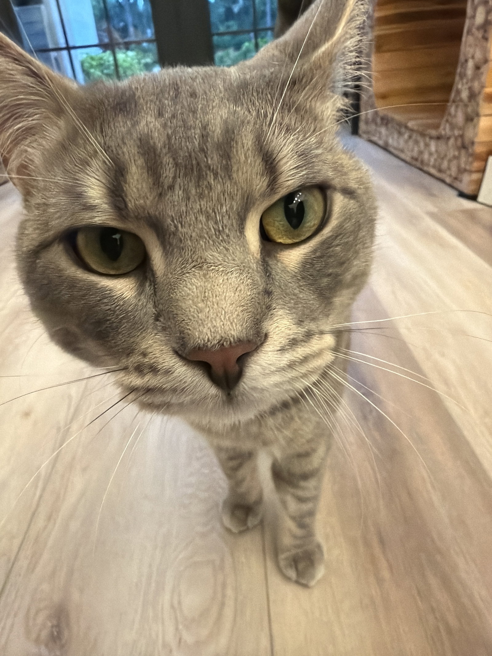 Loki